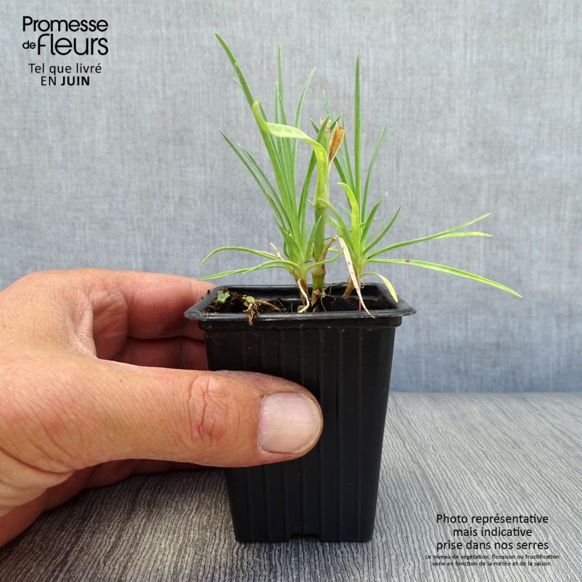 Amostra de Dianthus plumarius Scent First Romance Vaso de 7/8 cm tal como entregue no verão