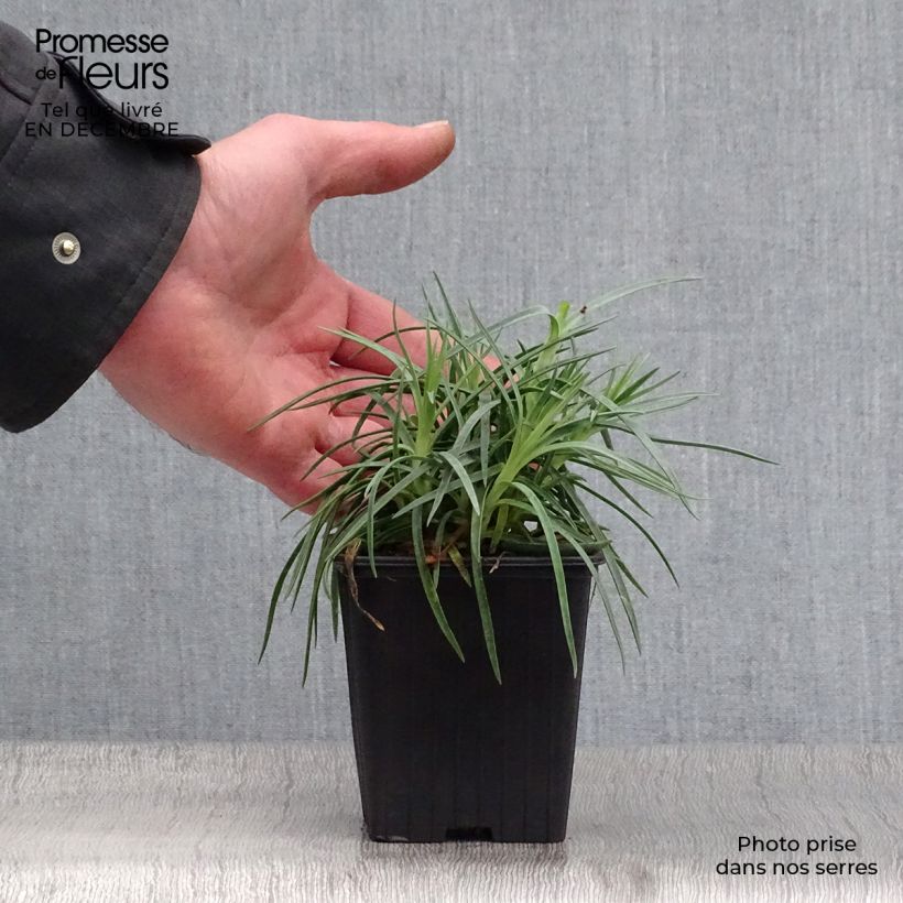 Amostra de Dianthus plumarius Scent First Romance - Oeillet mignardise Vaso de 7/8 cm tal como entregue no inverno