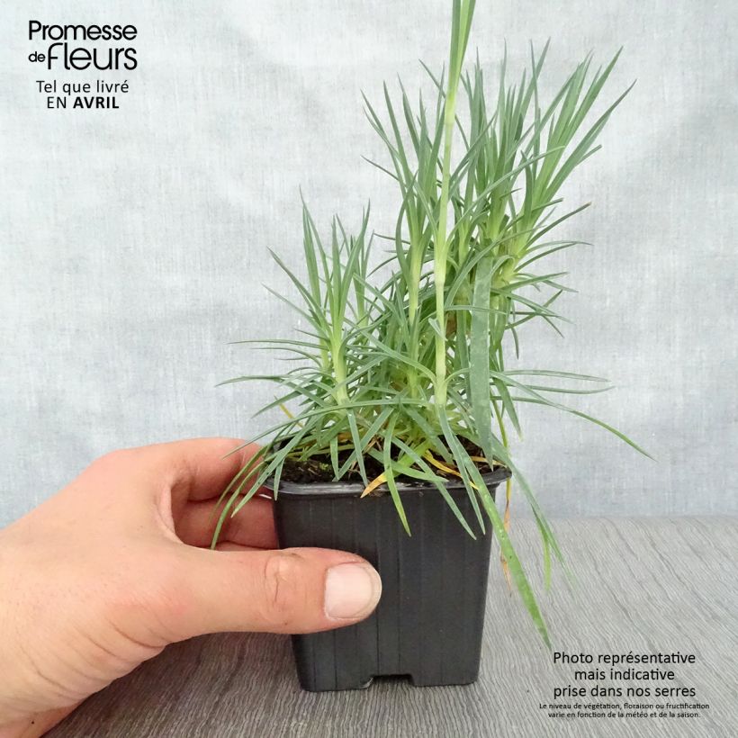 Amostra de Dianthus plumarius Scent First Romance Vaso de 7/8 cm tal como entregue na primavera