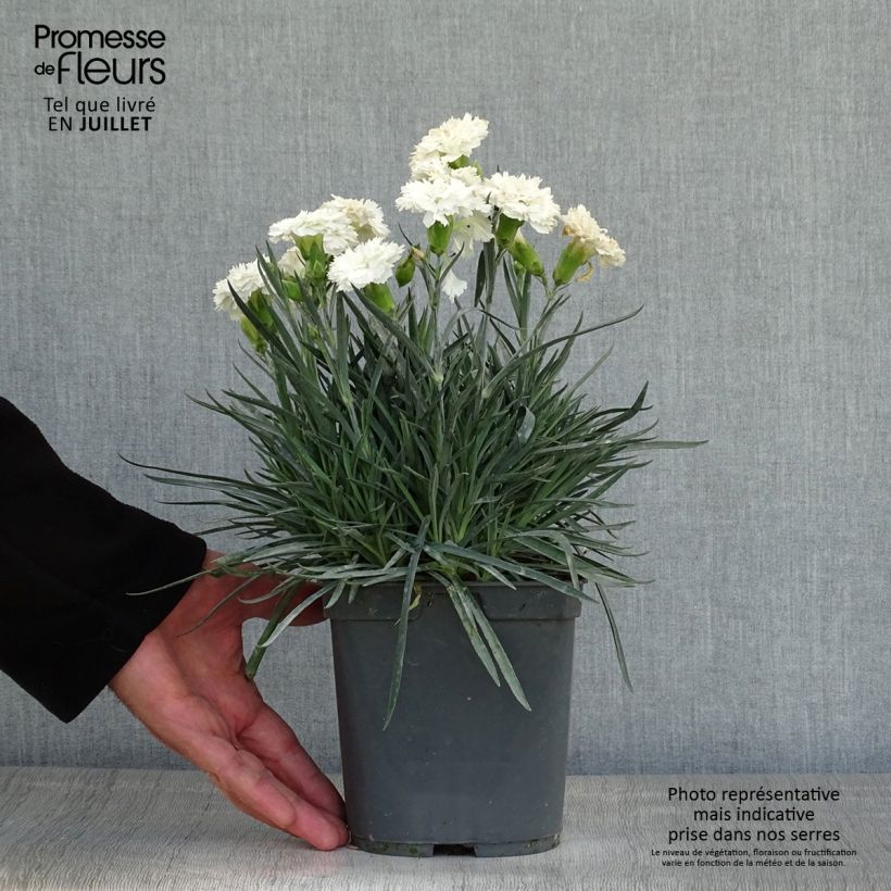 Amostra de Dianthus plumarius Scent First Romance Vaso de 2 L/3 L tal como entregue no verão