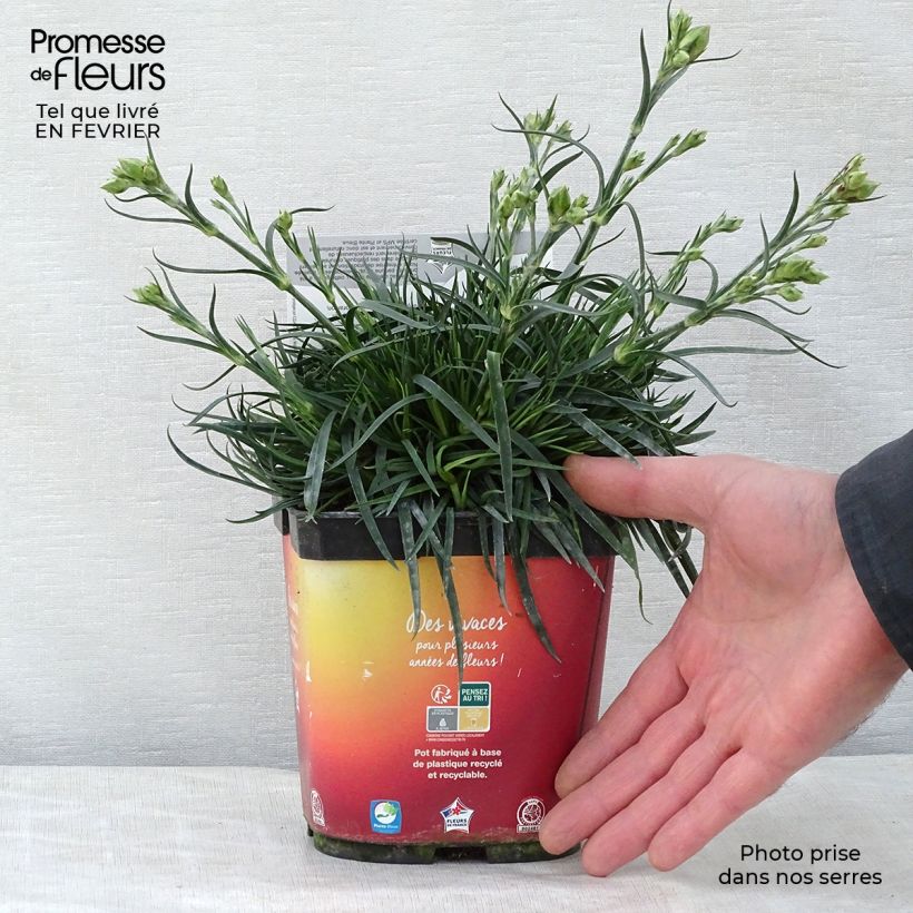 Amostra de Dianthus plumarius Scent First Romance - Oeillet mignardise Vaso de 2 L/3 L tal como entregue no inverno