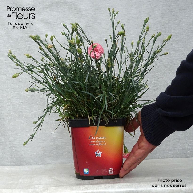 Amostra de Dianthus plumarius Scent First Romance Vaso de 2 L/3 L tal como entregue na primavera