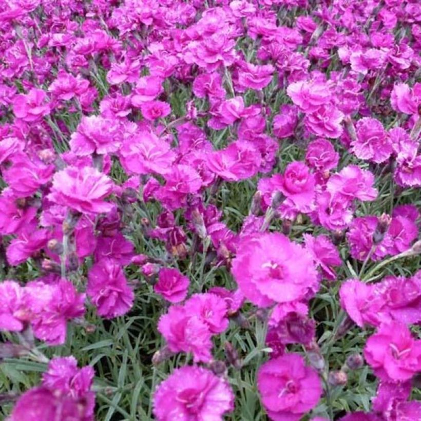 Dianthus plumarius Warden Hybrid (Floração)