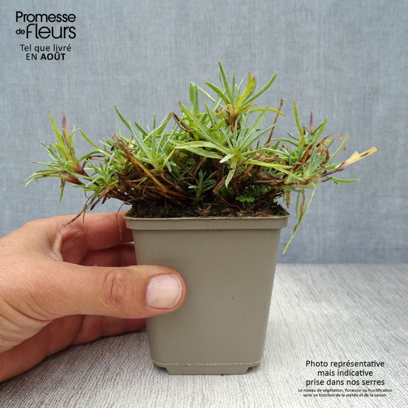 Amostra de Dianthus plumarius Warden Hybrid Vaso de 8/9 cm tal como entregue no verão