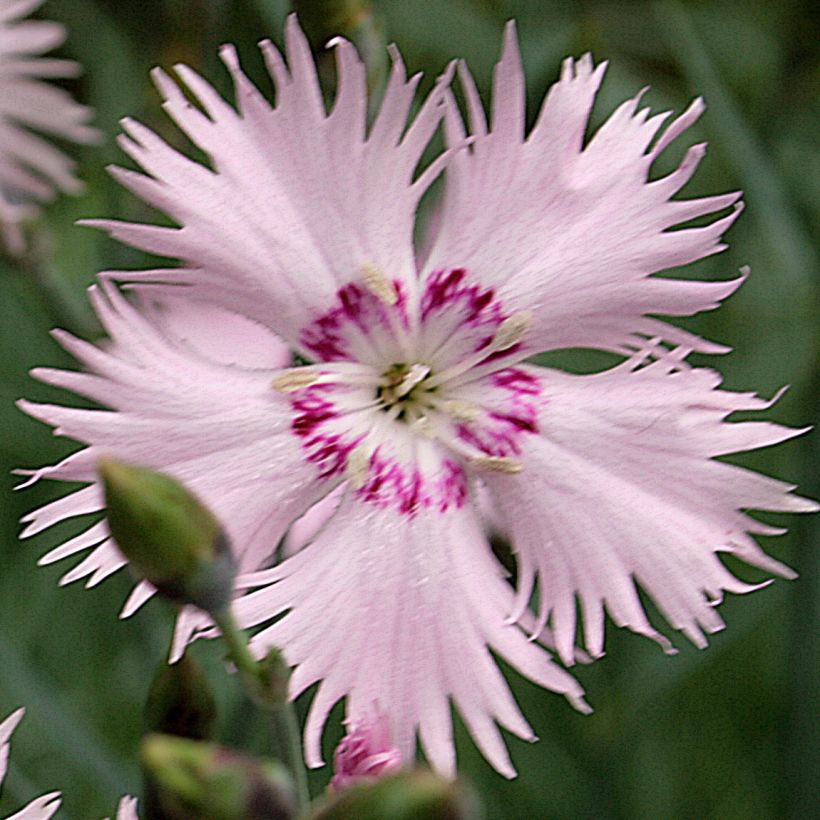 Dianthus spiculifolius (Floração)