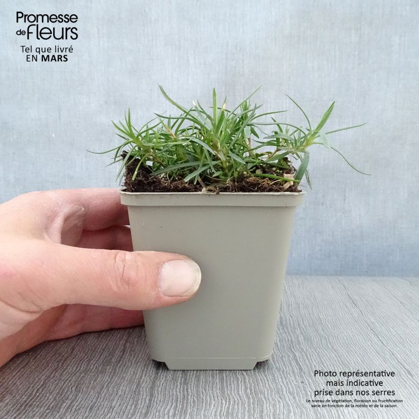 Amostra de Dianthus spiculifolius Vaso de 8/9 cm tal como entregue na primavera