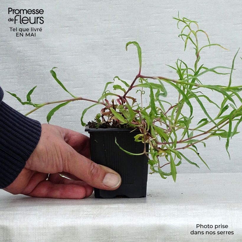 Amostra de Dianthus superbus Vaso de 8/9 cm tal como entregue na primavera