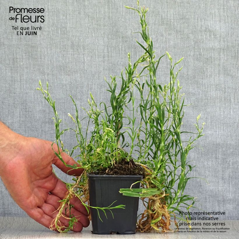 Amostra de Dianthus superbus Vaso de 8/9 cm tal como entregue no verão