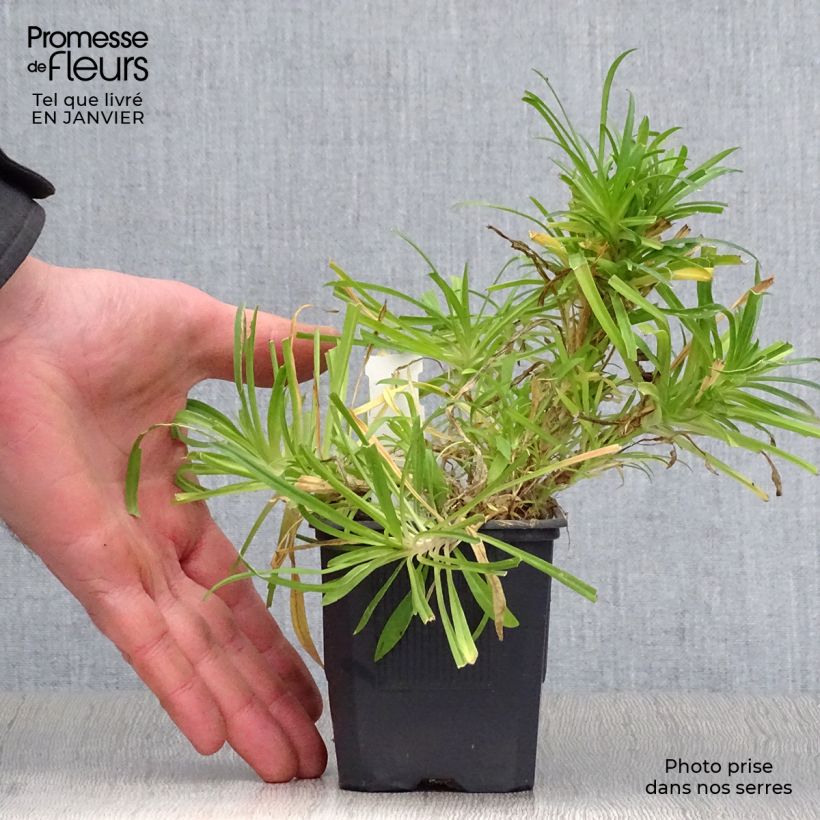 Amostra de Dianthus superbus - Oeillet superbe Vaso de 8/9 cm tal como entregue no inverno