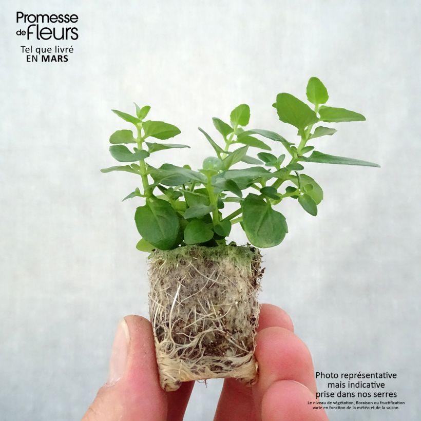 Amostra de Diáscia Breezee Plus Pink Mini-torrão Ø 1,5/2,5 cm tal como entregue na primavera