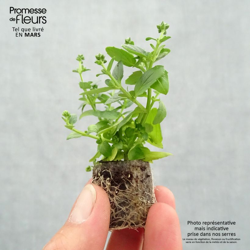 Amostra de Diascia Genta Ruby Mini-mottes Mini-torrão Ø 3/4 cm tal como entregue na primavera