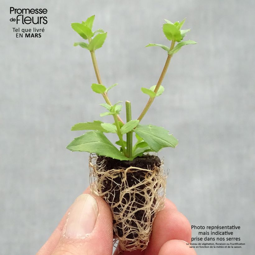 Amostra de Diascia Sundascia Up Peach - Diascie orange Mini-torrão Ø 1,5/2,5 cm tal como entregue na primavera