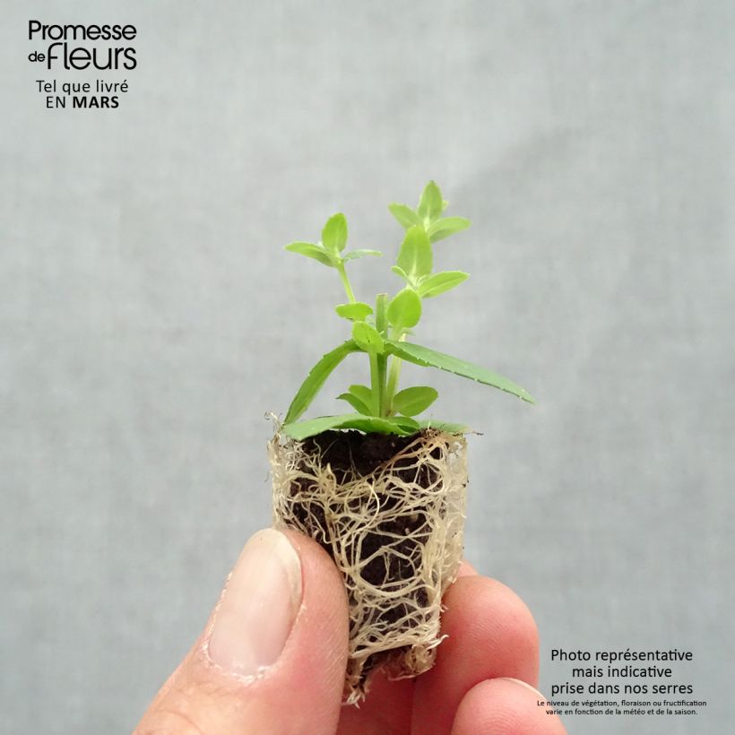 Amostra de Diascia Sundascia Up Rose Pink - Diascie rose Mini-torrão Ø 1,5/2,5 cm tal como entregue na primavera