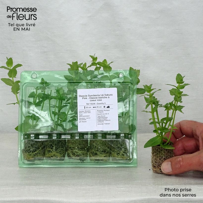 Amostra de Diascia Sundascia Up Sakura Pink - Diascie blanche à coeur rose Mini-torrão Ø 1,5/2,5 cm tal como entregue na primavera