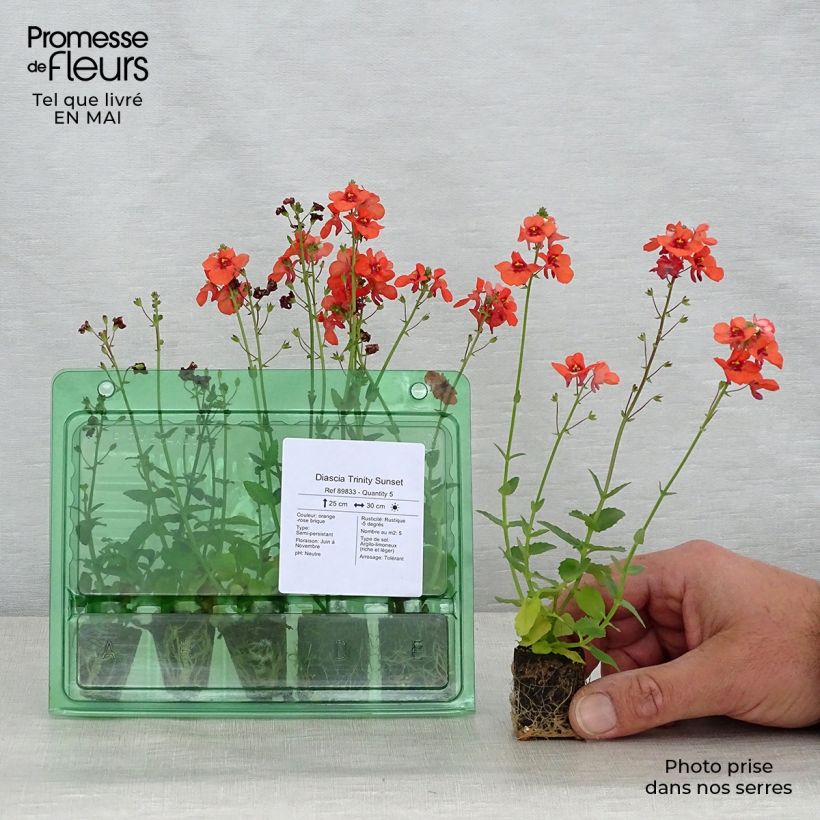 Amostra de Diascia Trinity Sunset  Mini-torrão Ø 3/4 cm tal como entregue na primavera