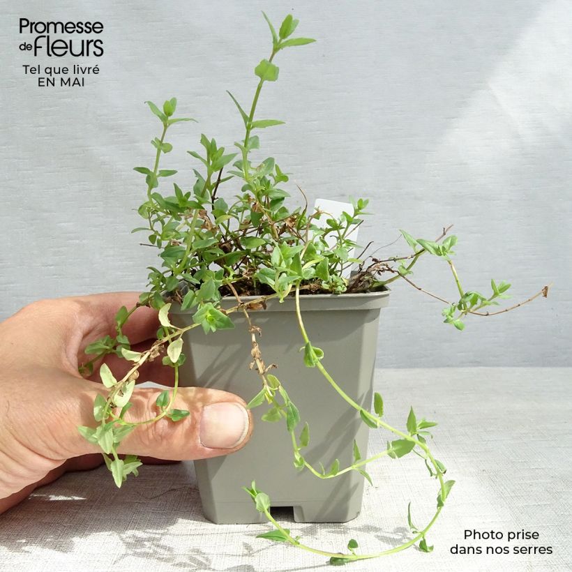 Amostra de Diáscia Ruby Field Vaso de 8/9 cm tal como entregue na primavera