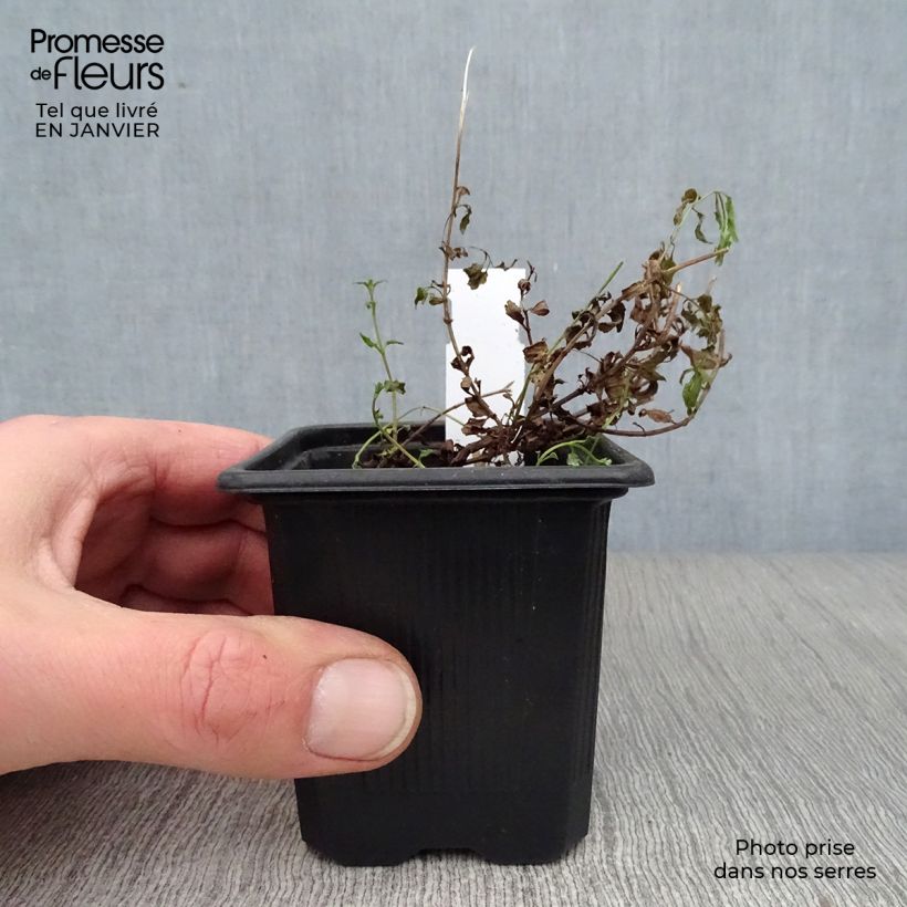 Amostra de Diascia barberae Ruby Field - Diascie rose foncé Vaso de 8/9 cm tal como entregue no inverno