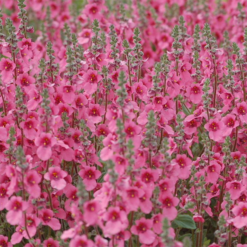 Diascia fetcaniensis (Floração)