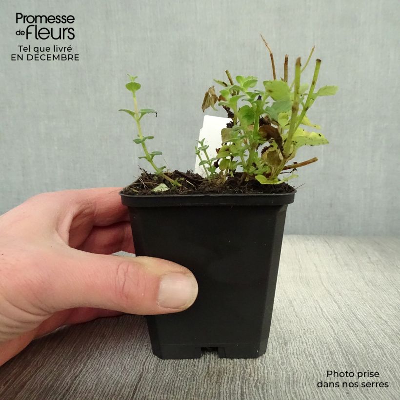 Amostra de Diascia fetcaniensis - Diascie rose vif Vaso de 8/9 cm tal como entregue no inverno