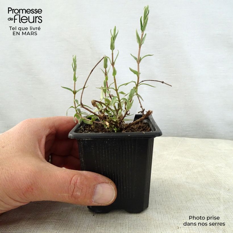 Amostra de Diascia integerrima Vaso de 8/9 cm tal como entregue na primavera