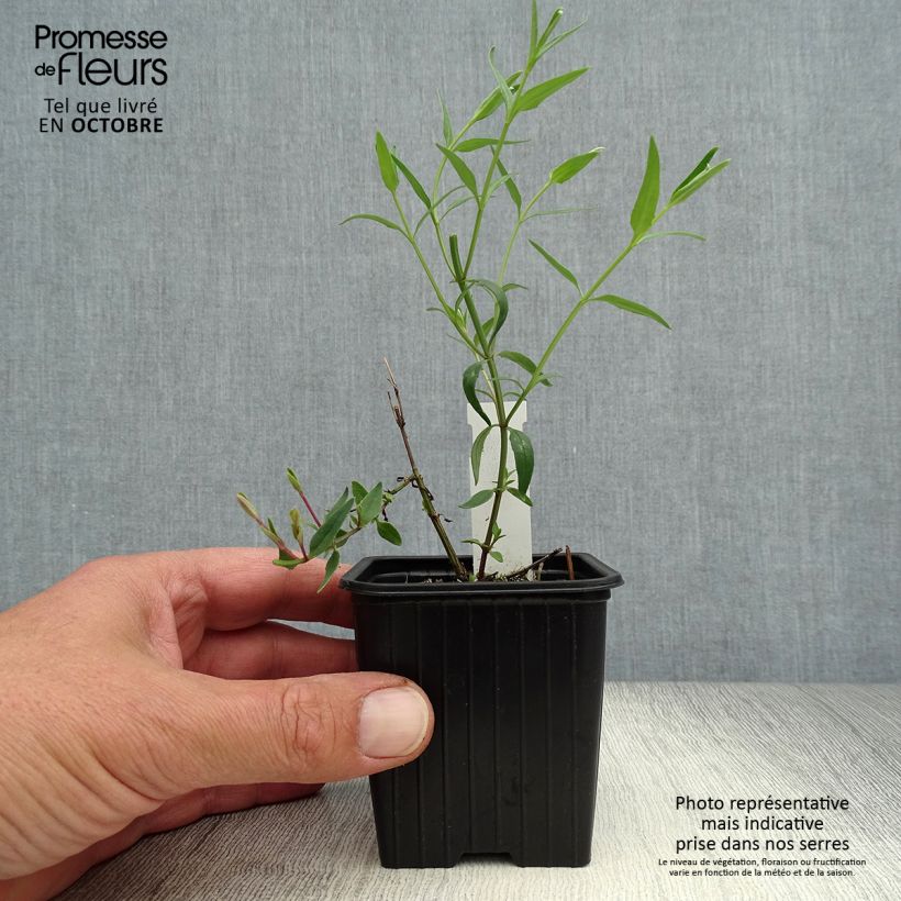 Amostra de Diascia integerrima Vaso de 8/9 cm tal como entregue no outono