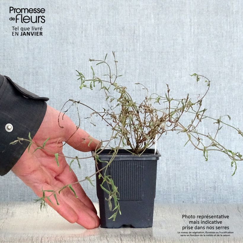 Amostra de Diascia integerrima Vaso de 8/9 cm tal como entregue no inverno