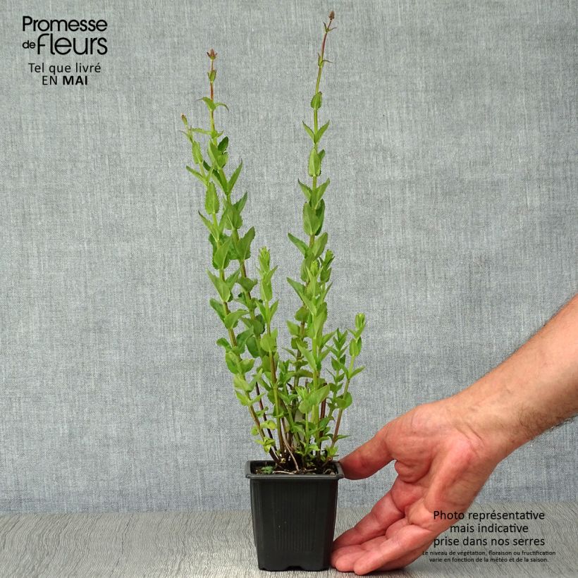 Amostra de Diascia personata Vaso de 8/9 cm tal como entregue na primavera