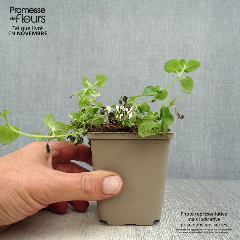 Amostra de Diascia vigilis Vaso de 8/9 cm tal como entregue no outono
