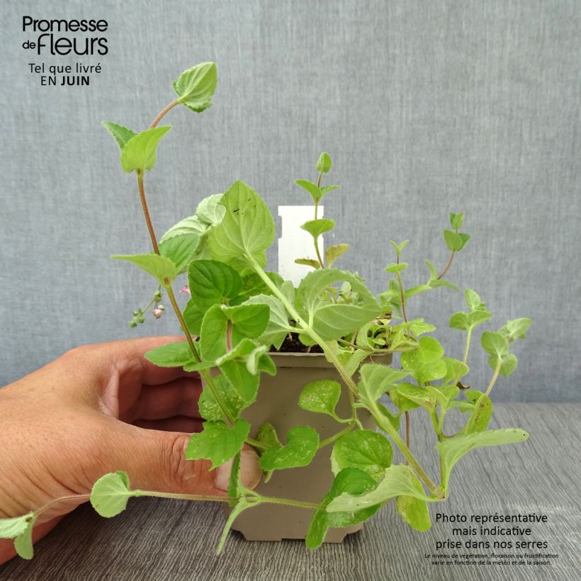Amostra de Diascia vigilis Vaso de 8/9 cm tal como entregue no verão
