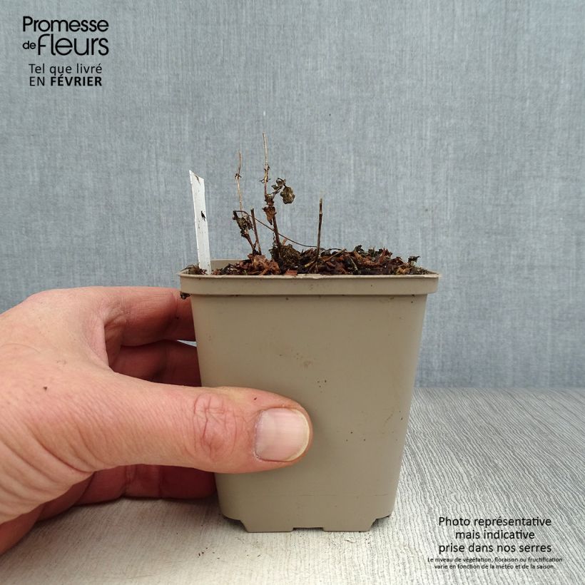 Amostra de Diascia vigilis Godet de 8/9 cm tal como entregue no inverno