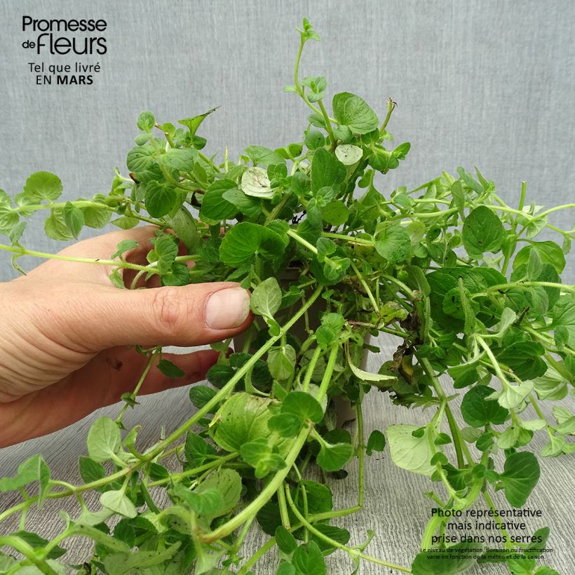 Amostra de Diascia vigilis Vaso de 8/9 cm tal como entregue na primavera