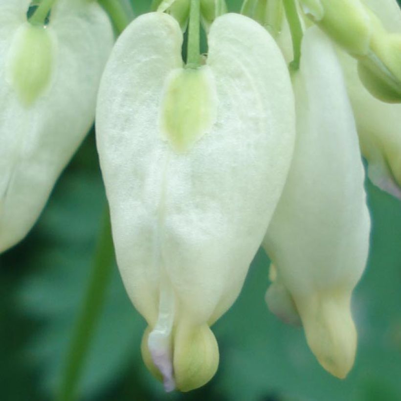 Dicentra formosa Aurora (Floração)