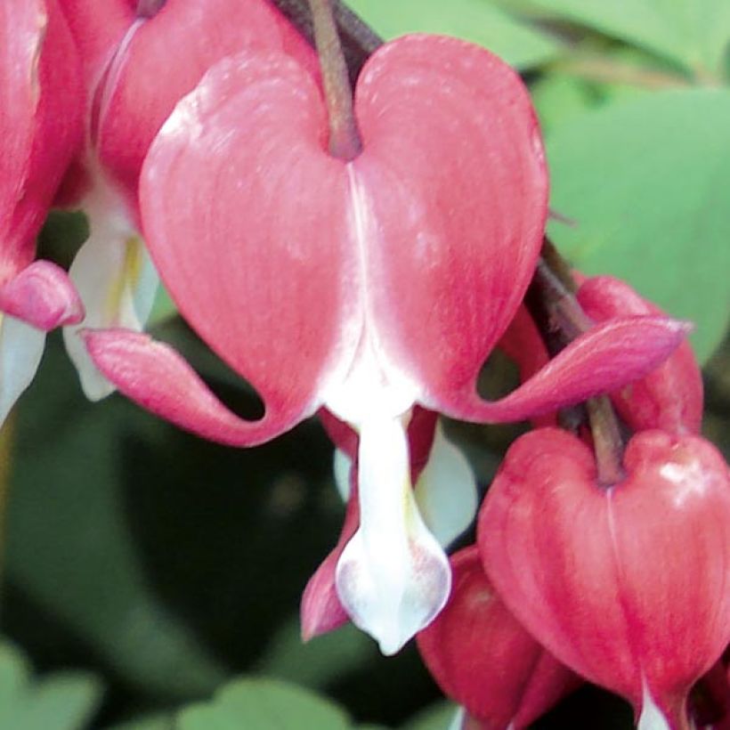 Dicentra spectabilis Valentine (Floração)