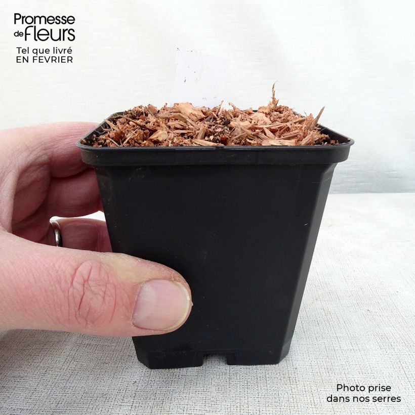 Amostra de Dicentra cucullaria Vaso de 8/9 cm tal como entregue no inverno