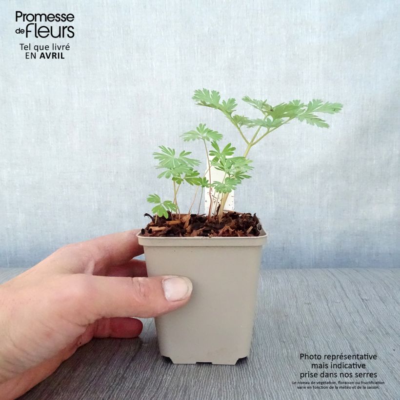 Amostra de Dicentra cucullaria Vaso de 8/9 cm tal como entregue na primavera