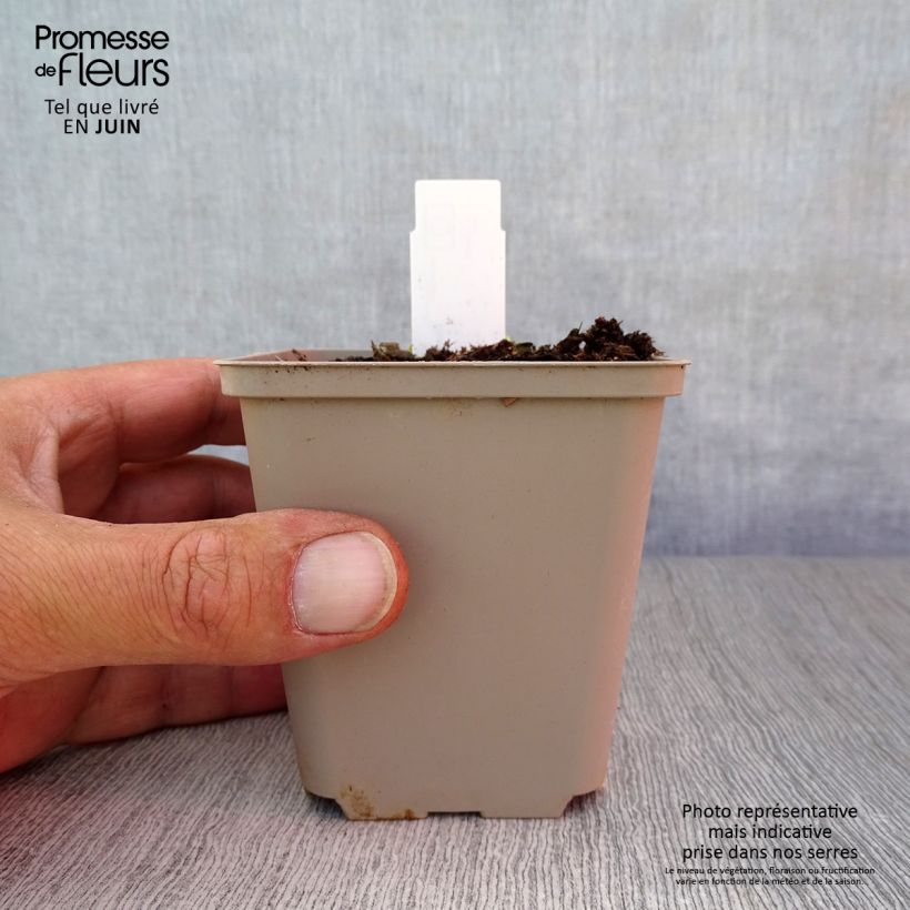 Amostra de Dicentra cucullaria Vaso de 8/9 cm tal como entregue no verão
