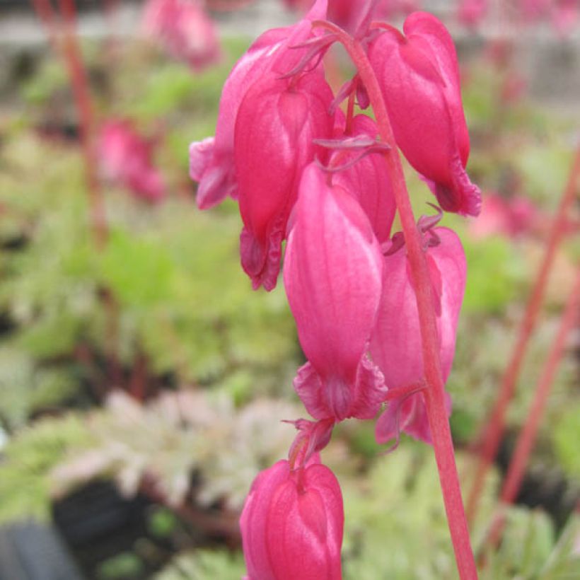 Dicentra formosa Luxuriant (Floração)