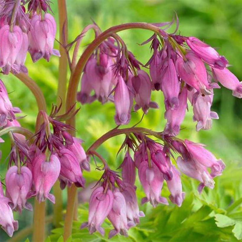 Dicentra formosa Spring Gold (Floração)