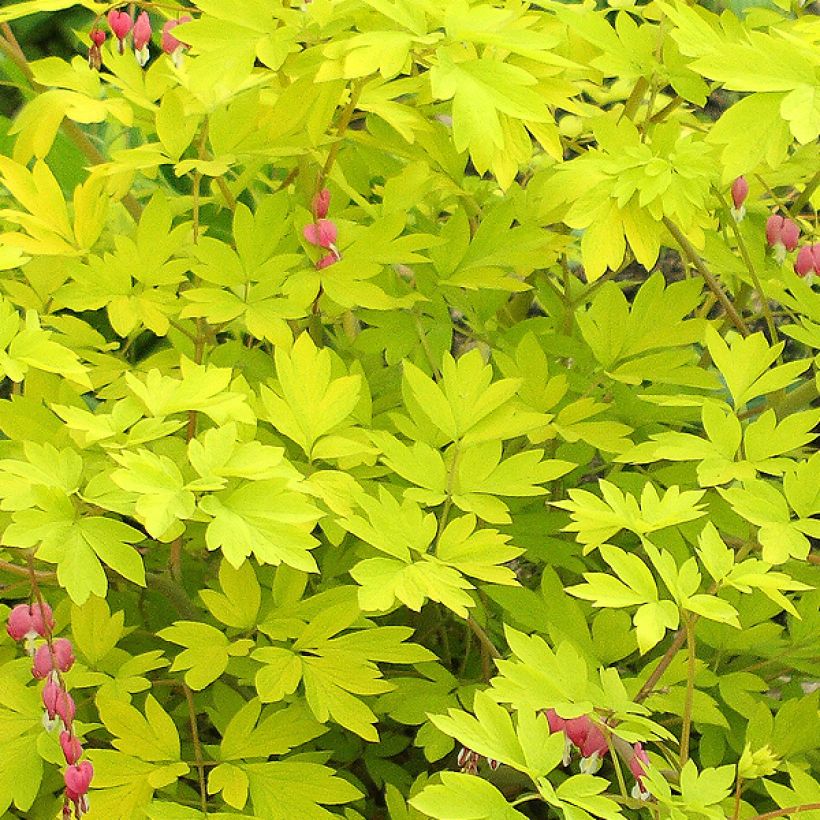 Dicentra spectabilis Goldheart (Folhagem)