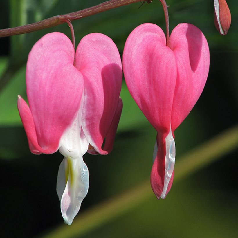 Dicentra spectabilis Goldheart (Floração)