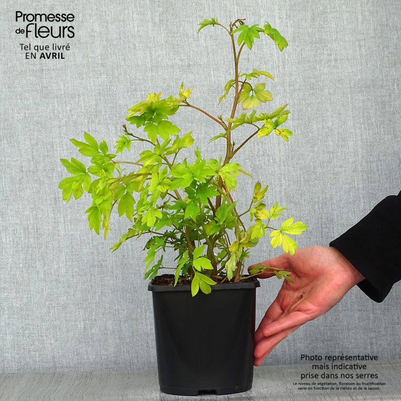 Amostra de Dicentra spectabilis Yellow Leaf Vaso de 3 L/4 L tal como entregue na primavera