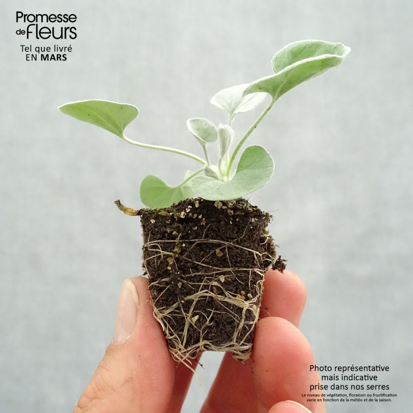 Amostra de Dichondra Silver Falls   Mini-torrão Ø 3/4 cm tal como entregue na primavera