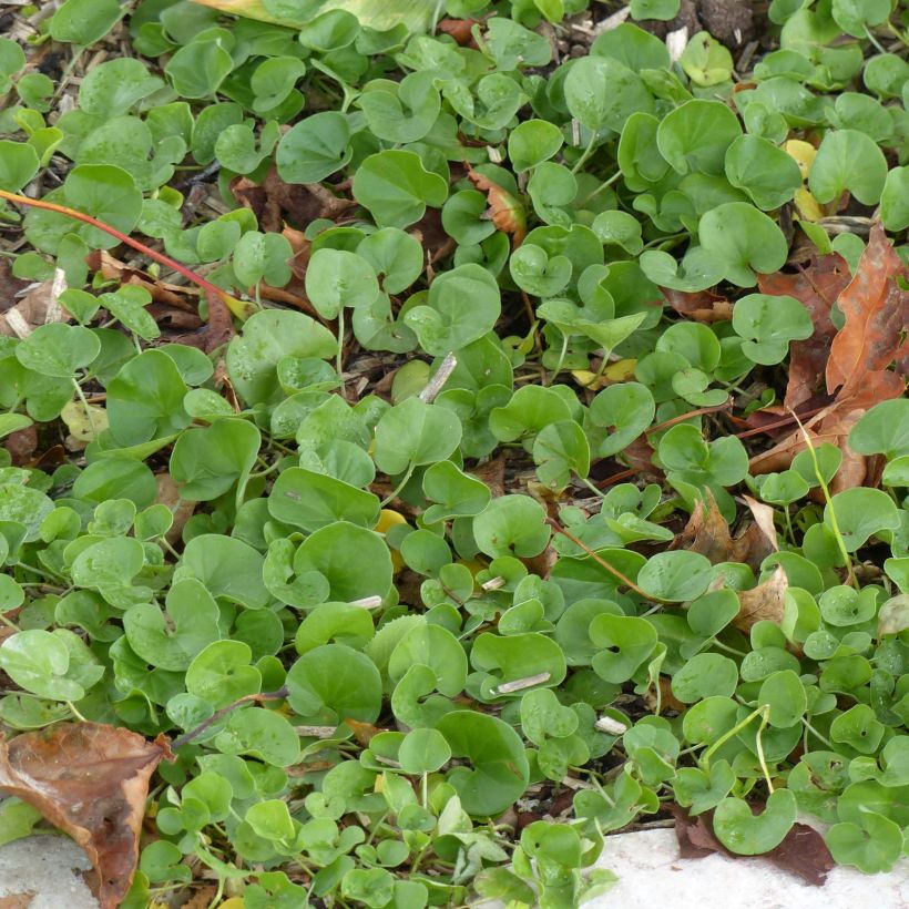 Dichondra repens (Folhagem)