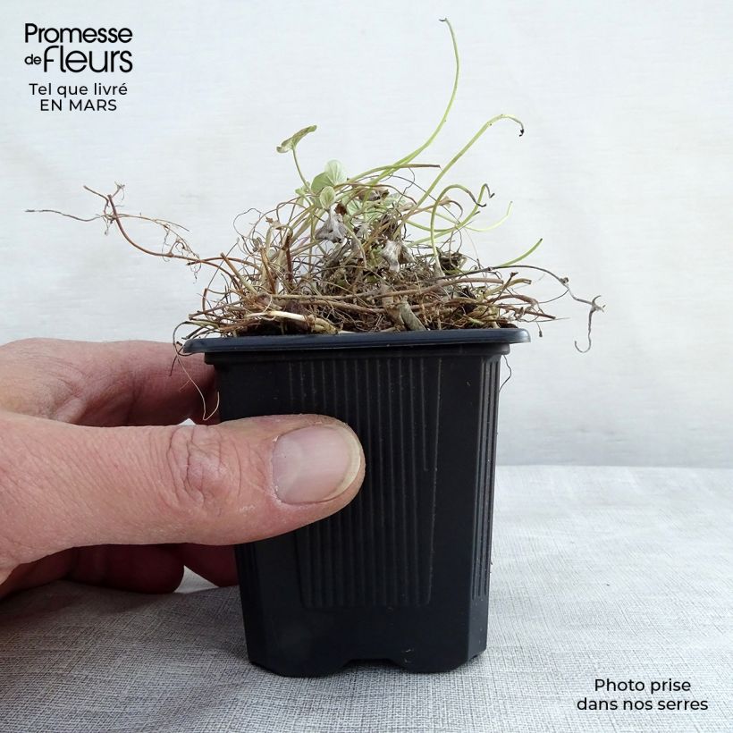 Amostra de Dichondra repens Vaso de 8/9 cm tal como entregue na primavera