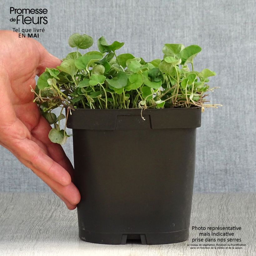 Amostra de Dichondra repens Vaso de 2 L/3 L tal como entregue na primavera