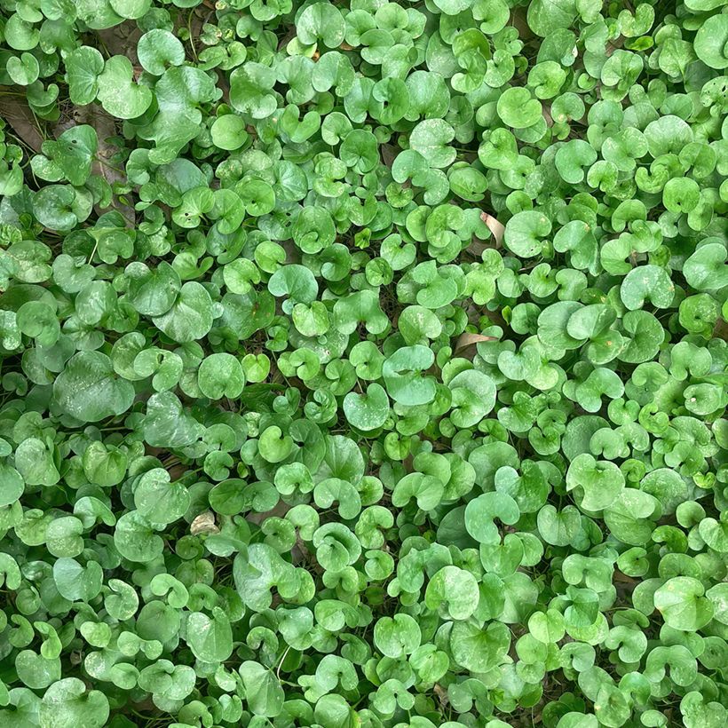 Dichondra repens TURFLINE em sementes (Folhagem)