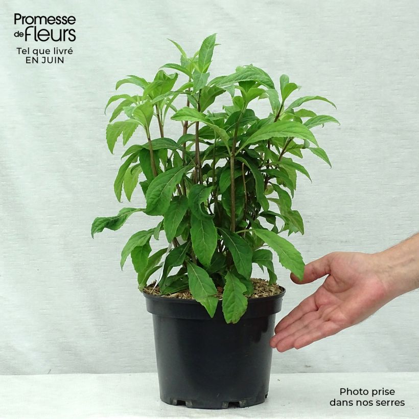 Amostra de Dichroa Marie Vaso de 4 L/5 L tal como entregue no verão