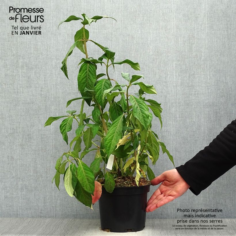 Amostra de Dichroa versicolor Round Blue Vaso de 3 L/4 L tal como entregue no inverno