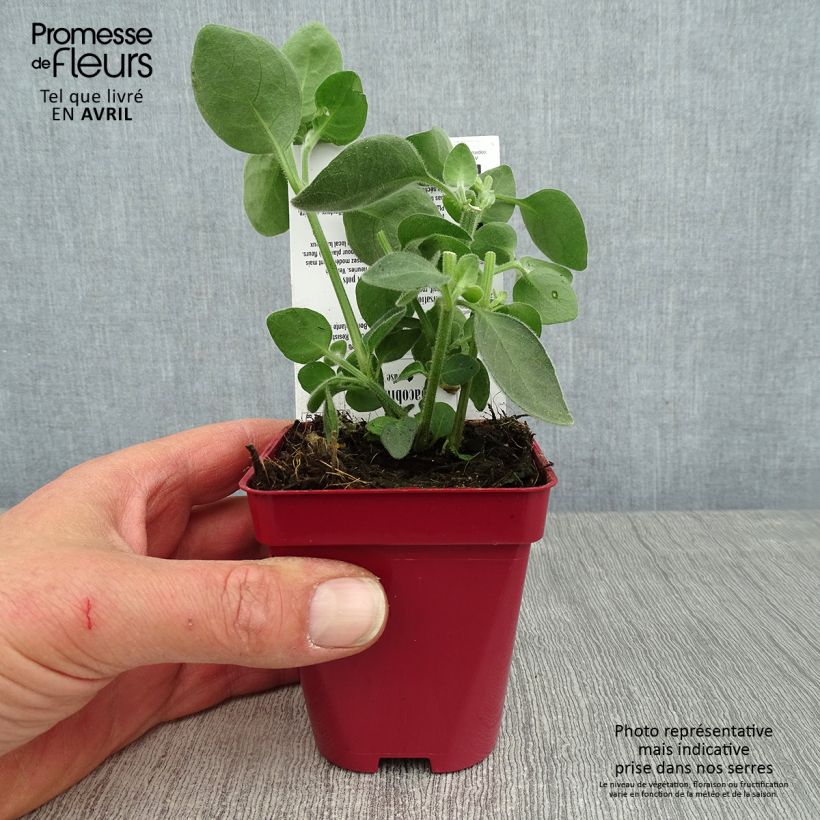 Amostra de Dicliptera squarrosa Vaso de 8/9 cm tal como entregue na primavera