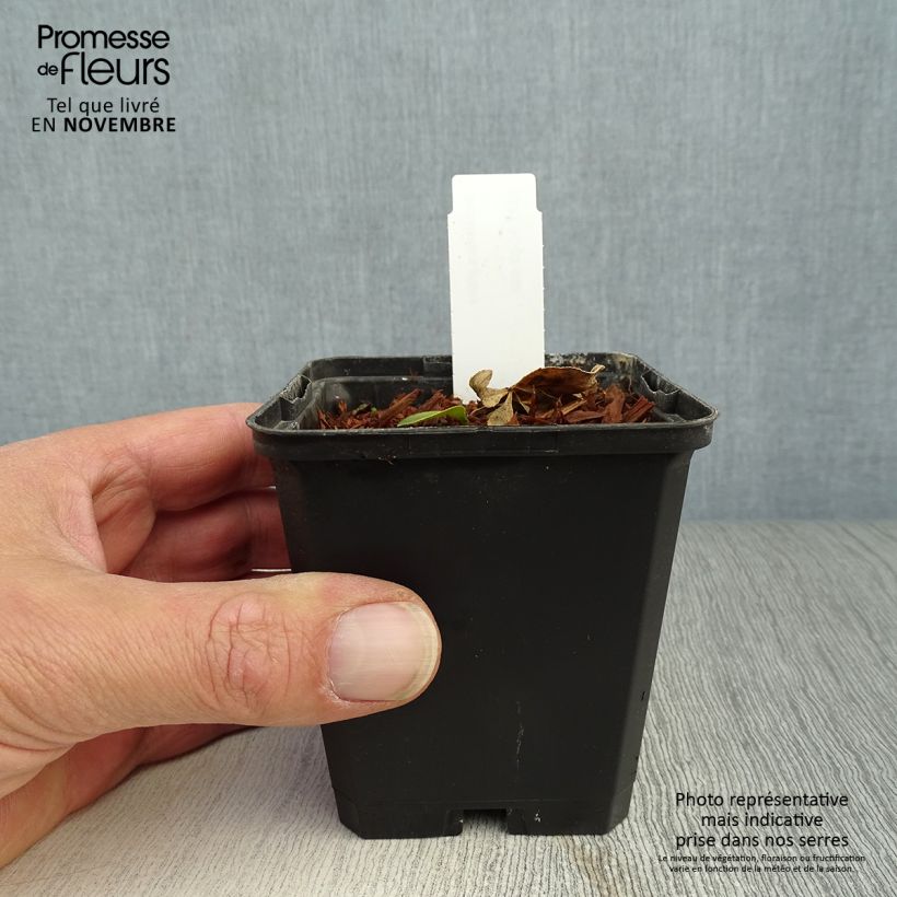 Amostra de Dictamnus albus - Fraxinela Vaso de 8/9 cm tal como entregue no outono